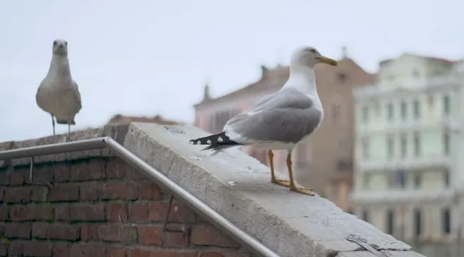Gabbiano reale a Venezia